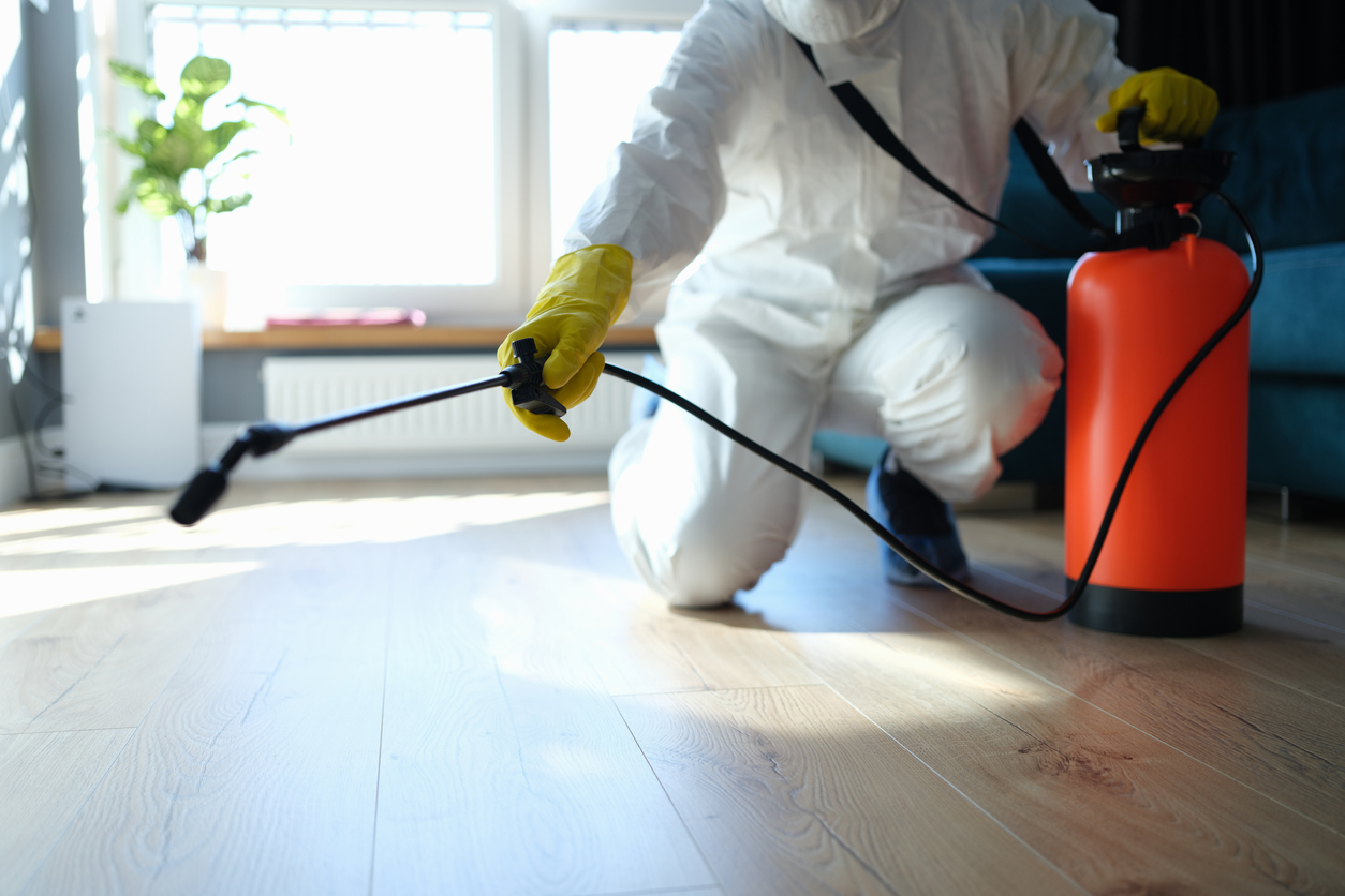 Your Pest Assassin | Same Day Wasp Nest Removal