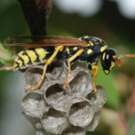 Wasp Nest Removal Bolton