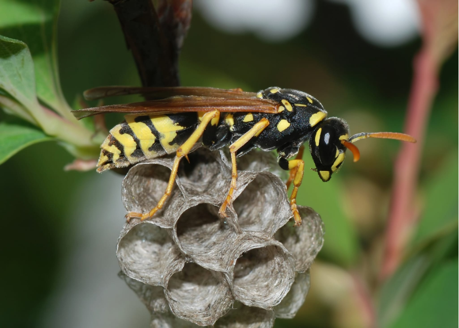 a typical UK wasp