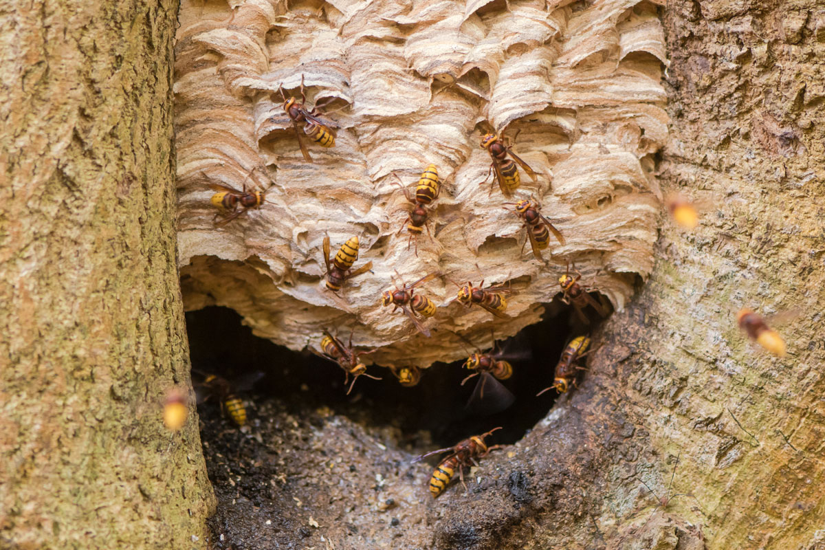 Was-Nest-in-the-UK-with-wasps