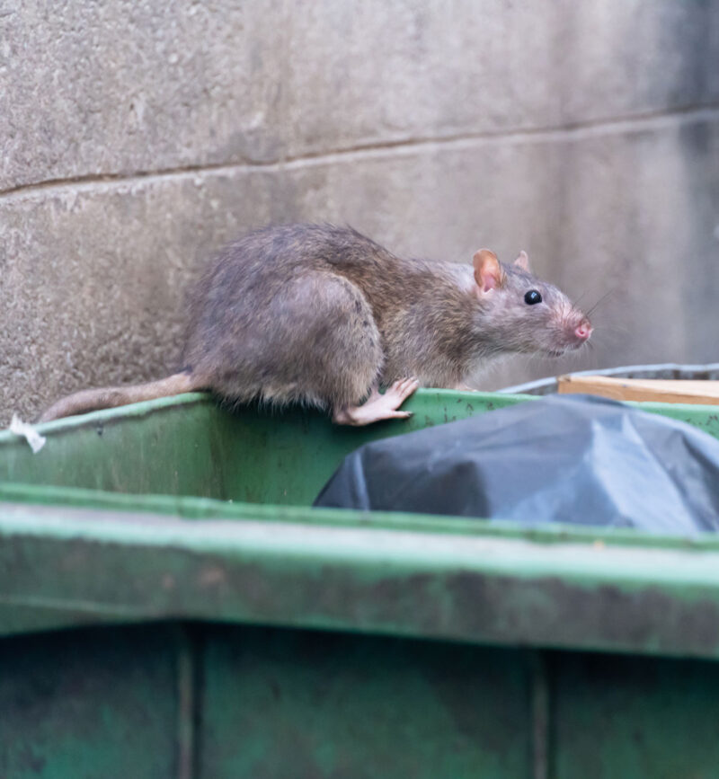 Rat Pest Control Your Pest Assassin