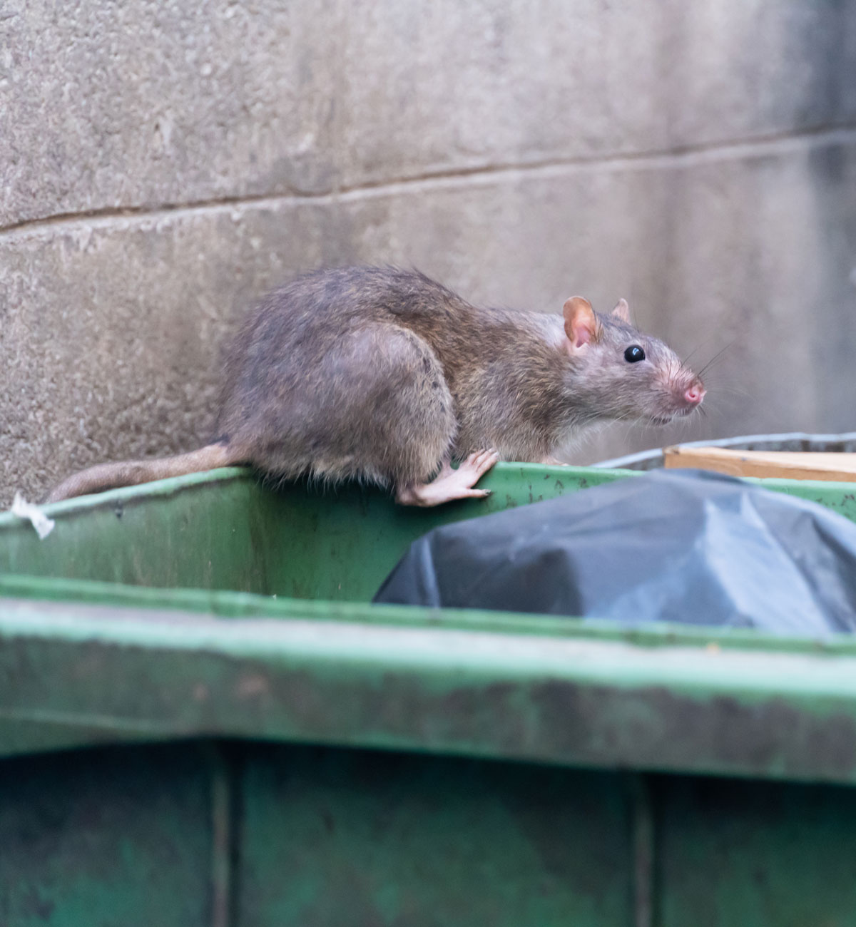 Rat on a green bin in the UK