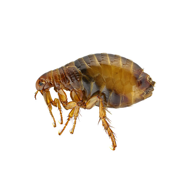 flea removal services