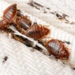 Bed bug removal services