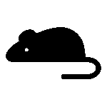 rat