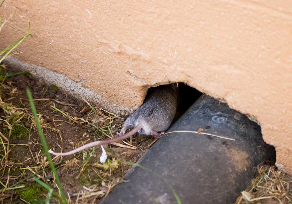 What Smells Can Indicate a Hidden Rodent Problem?