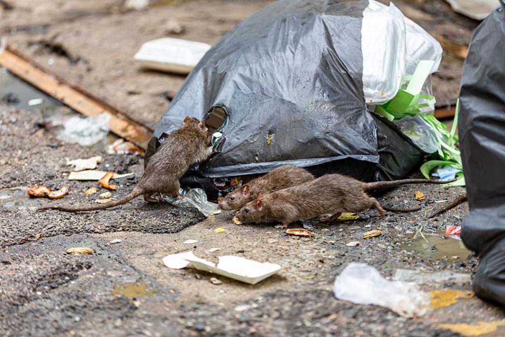 rats in rubbish bags