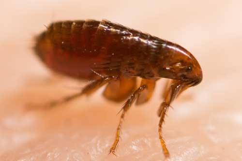 Bed Bugs vs Flea Bites: What’s the Difference