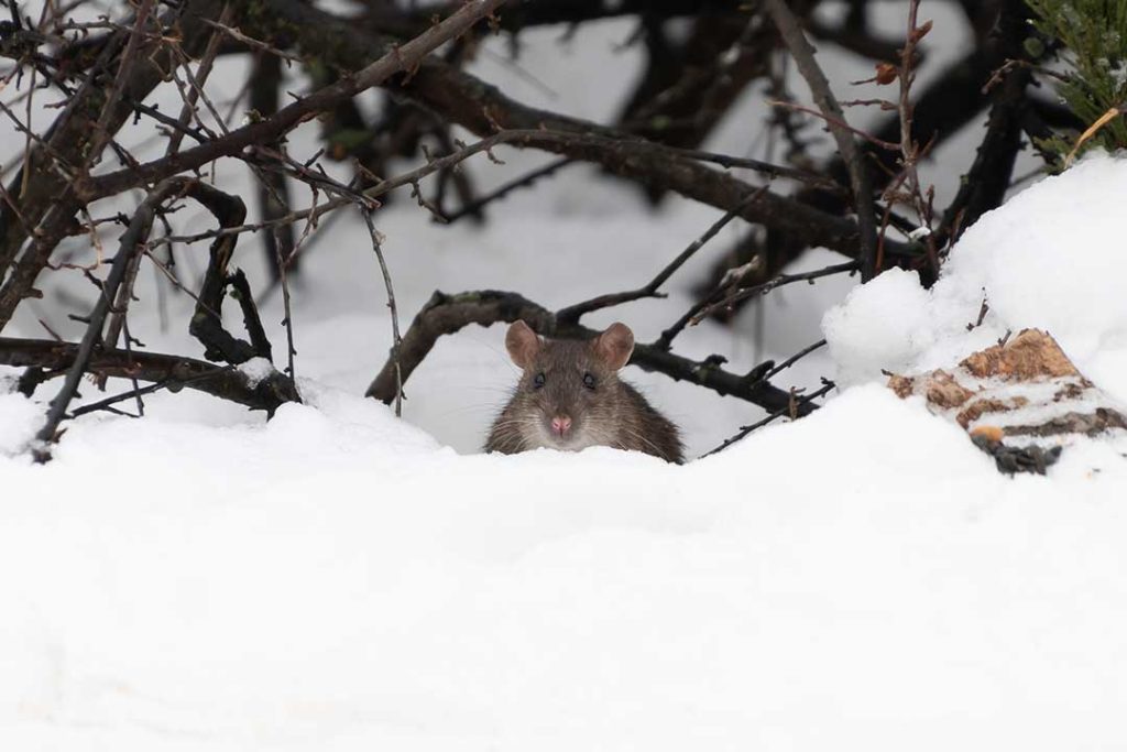 Why Winter Sends Rats Into Your Home (And How to Stop Them)