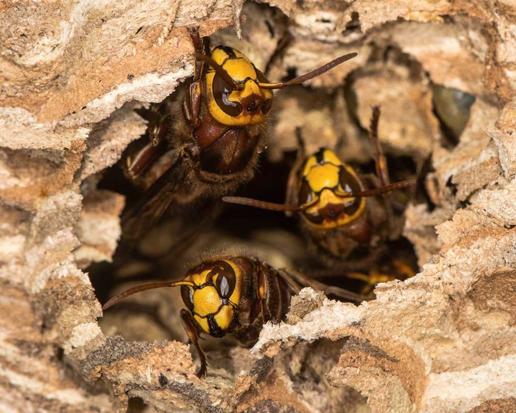 When Do Wasps Start Building Nests in the UK?