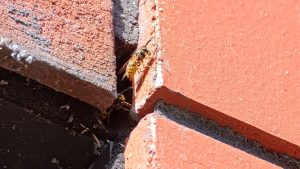 wasp emerging from wall